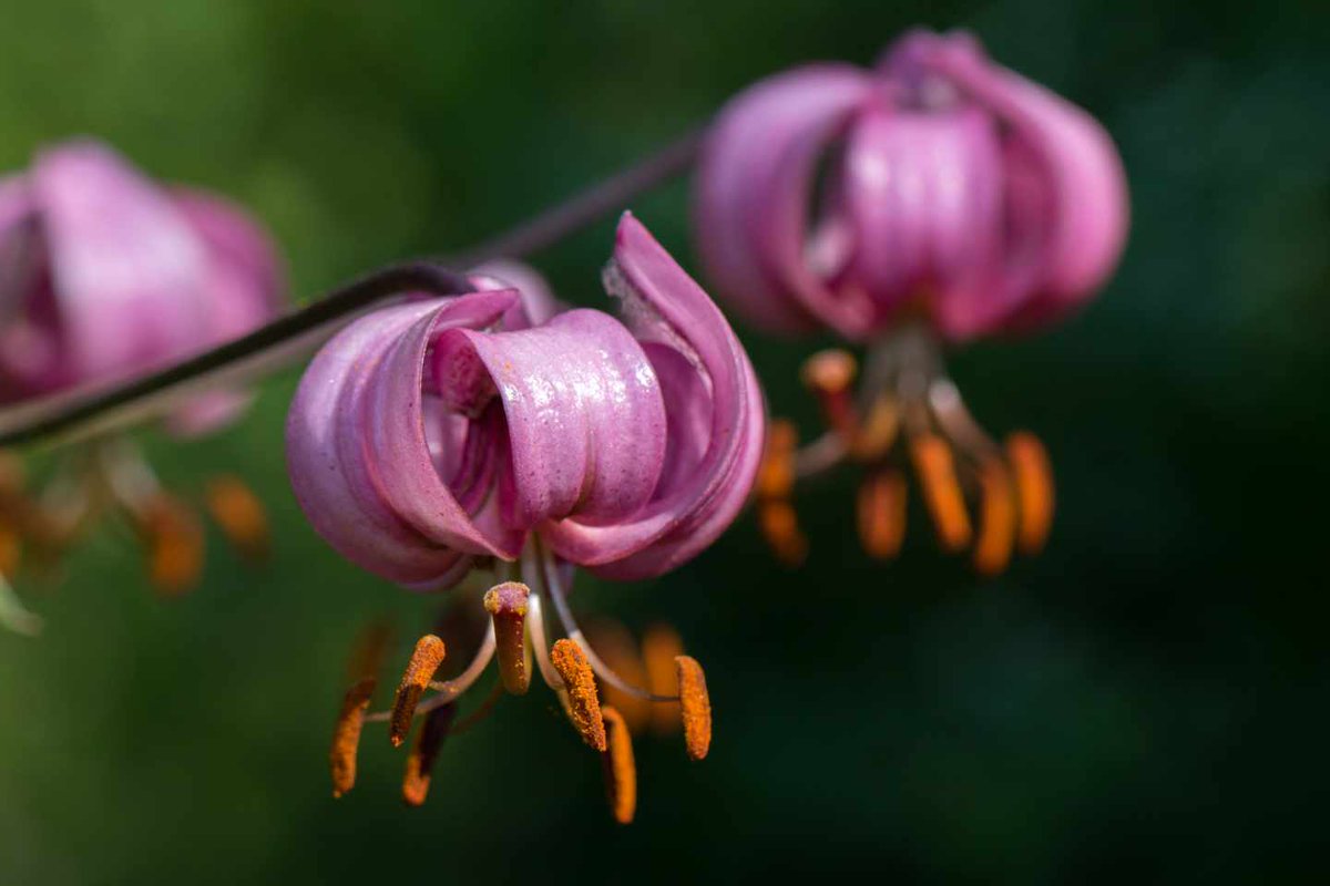 asfplant's tweet photo. Los botánicos españoles continúan descubriendo biodiversidad durante la pandemia: conoce las nuevas especies de plantas descritas por los investigadores en 2020 ➡ https://t.co/sUlkT41XWC
#plantas #botánica #investigacion #SEBOT https://t.co/lUYON647Uf