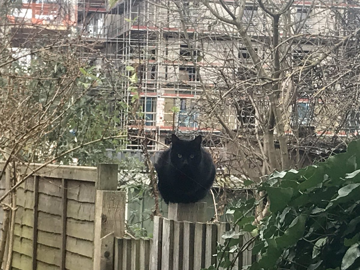 TweetEastern's tweet photo. #fencegargoyle #catsofgreateasternstreet https://t.co/oXIRfYhgKP