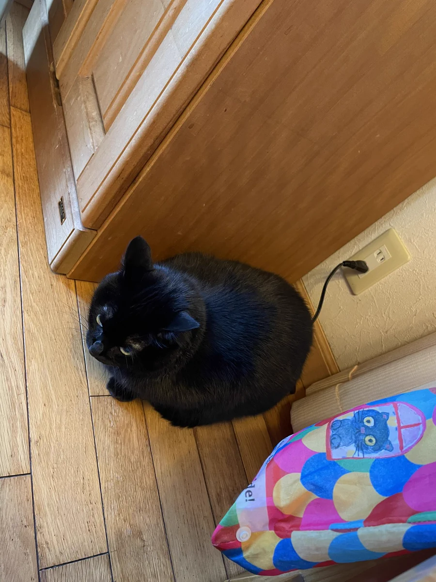 もうそうとしか見えなくなる？wwwまるで充電中のように見える猫の写真が話題に！