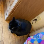 もうそうとしか見えなくなる？!まるで充電中のように見える猫の写真が話題に!