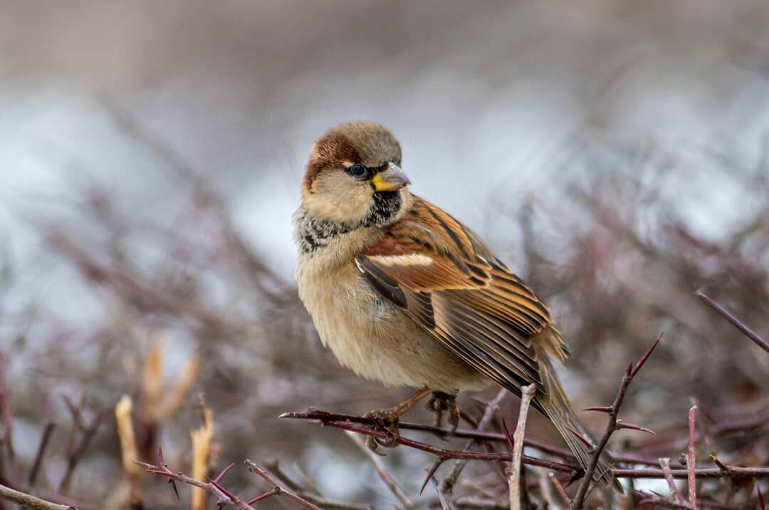 Парк воробьи зимой Парк воробьи зимой