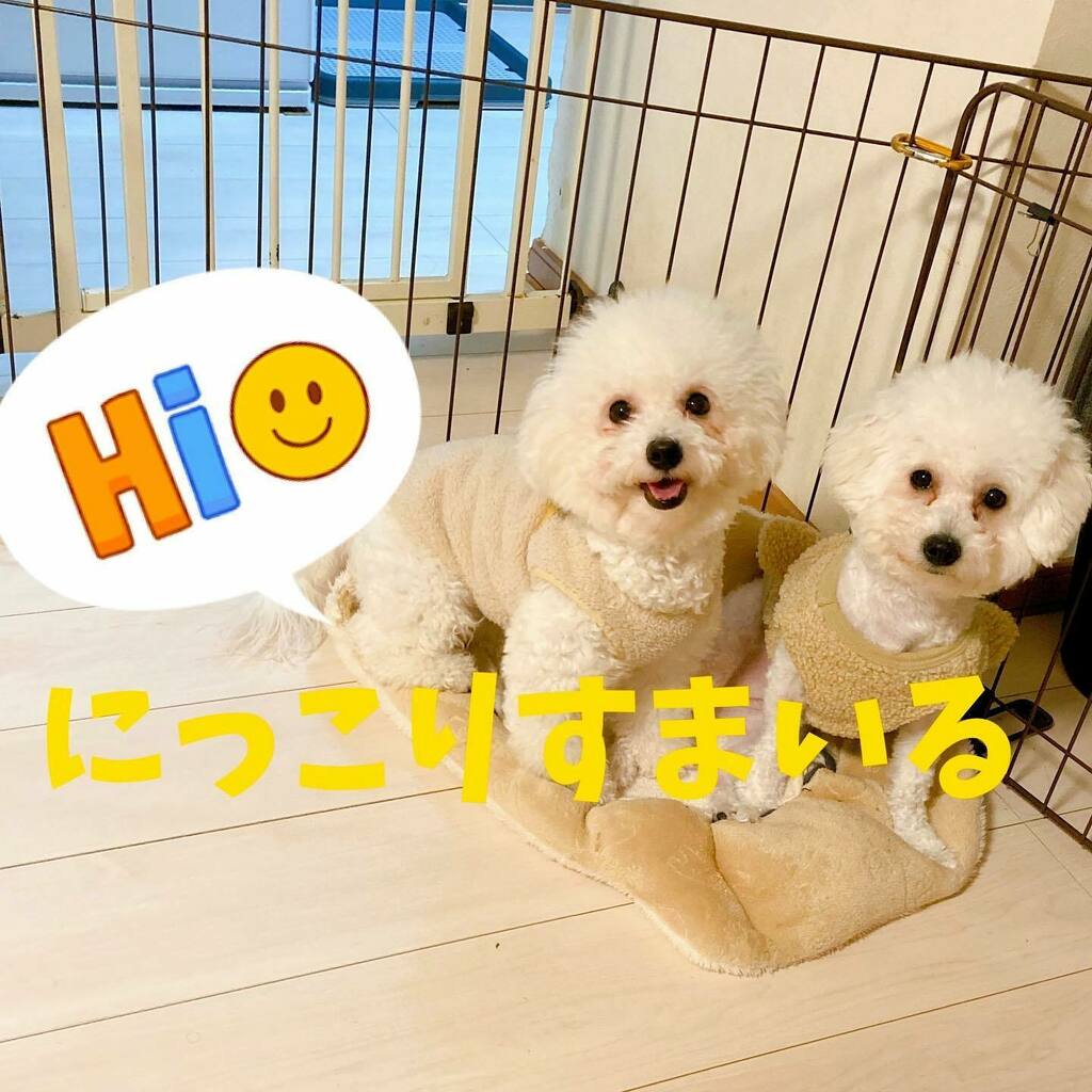 ビション フリーゼ 子犬