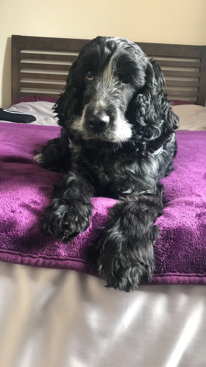 EmmaSaxton11's tweet photo. @CharlieDemelo This is everything! 😍👑 where did you get this done? I want to turn my dog into a King 😂 https://t.co/w0aGHpH8ab
