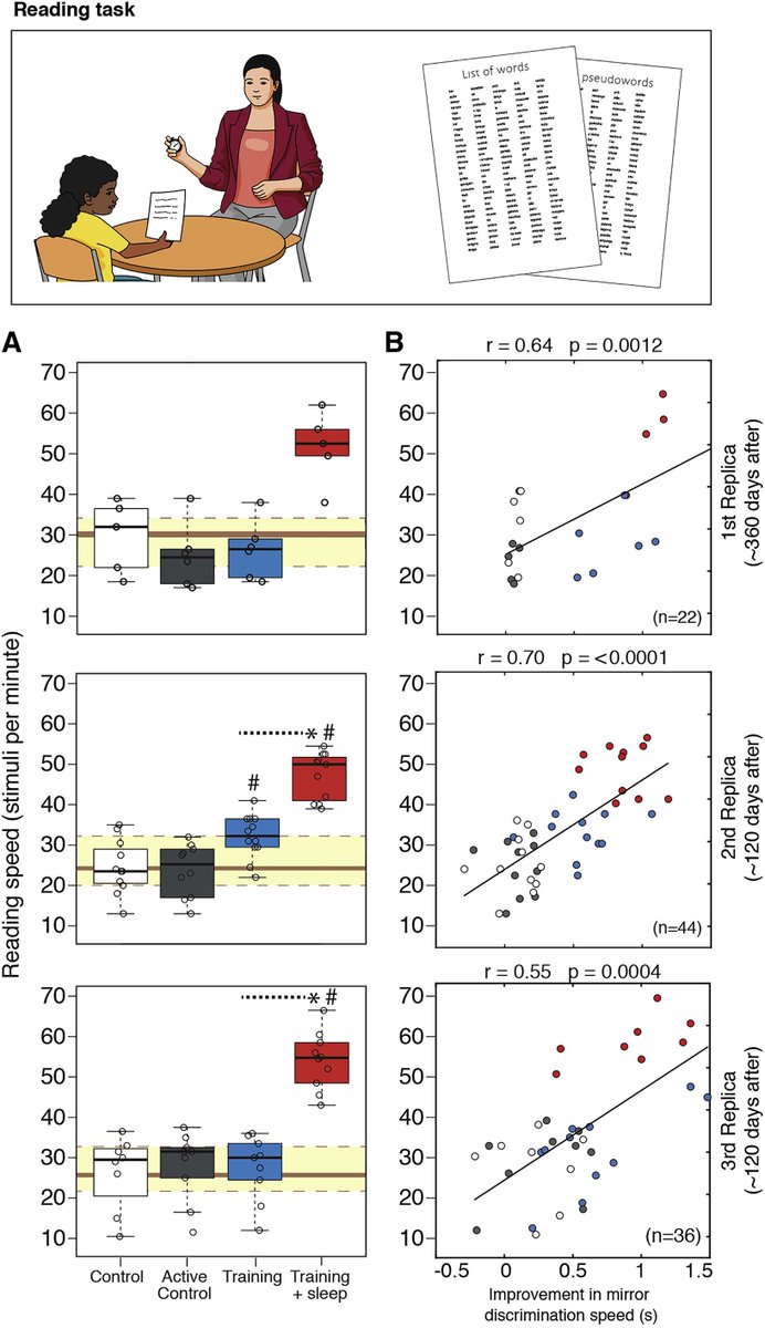 StanDehaene's tweet image. Reading acquisition: A recent study confirms that mirror confusions can be a significant hurdle in first grade, and suggests that a targeted intervention, including multisensory training and naps, can make a big difference. Sleep promotes consolidation!
sciencedirect.com/science/articl…