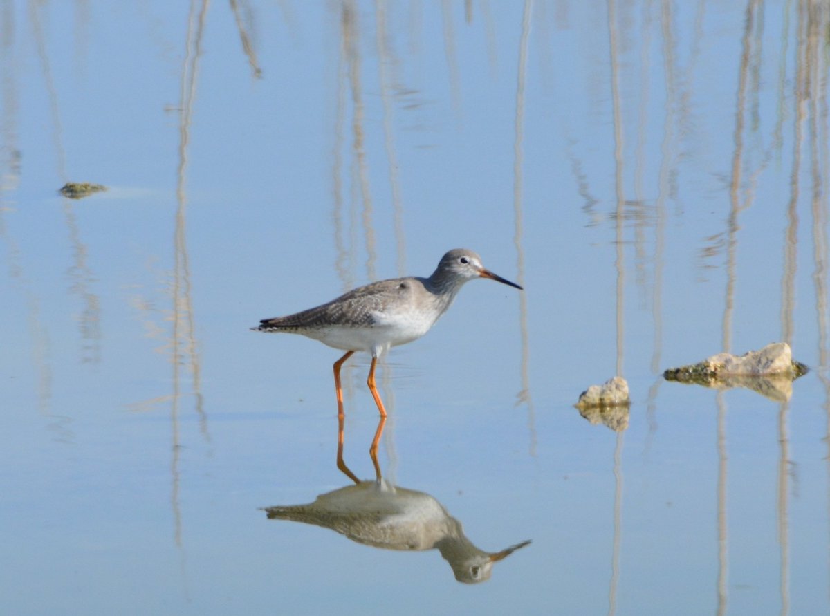 fcozdal's tweet photo. ...and some more.
#birding #birdsofbahrain #hypocolius #greaterflamingo #eurasianmoorhen #commonredshank https://t.co/MpBzfd9UCP