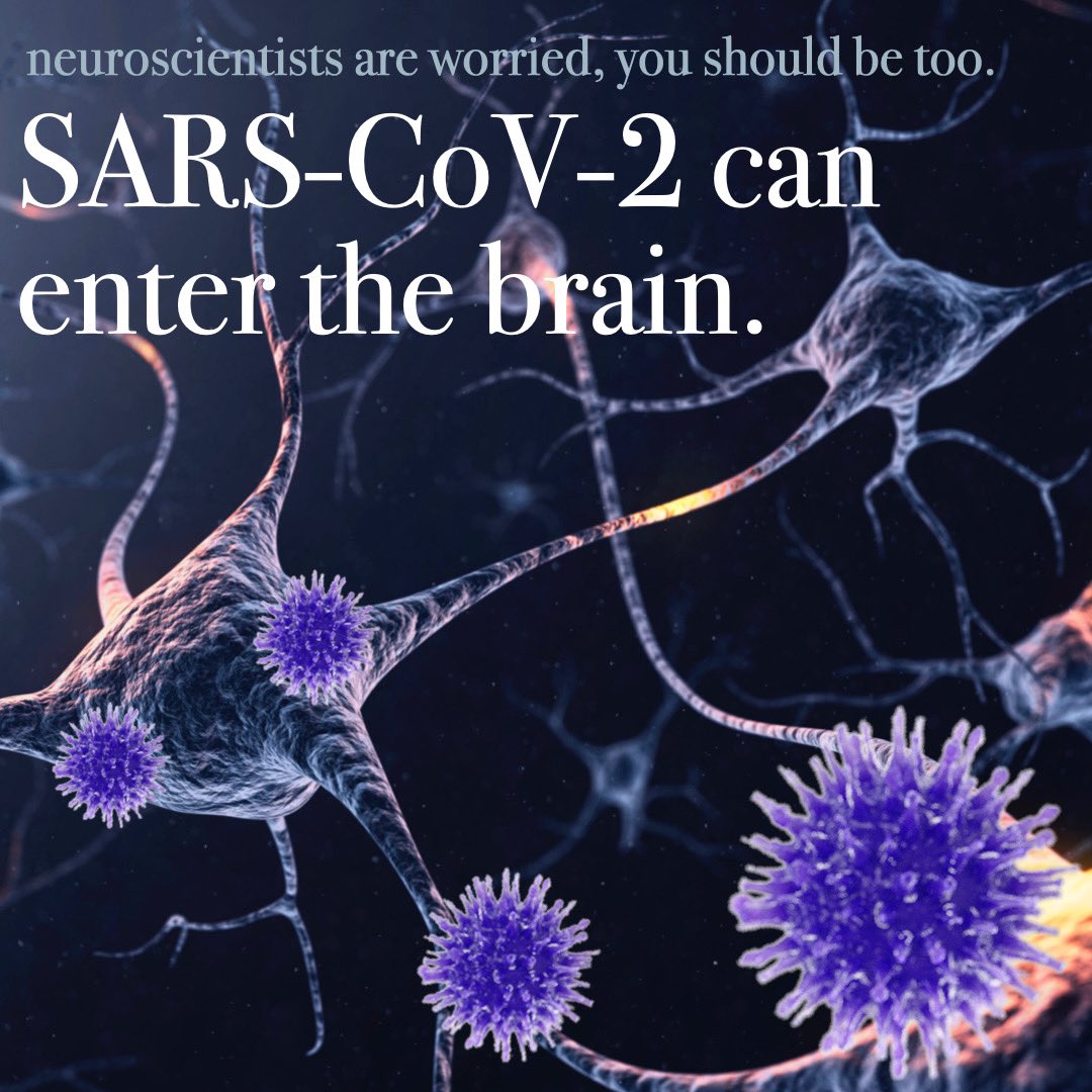 infectiousdaily's tweet photo. Neuroscientists are worried! SARS-cog-2 can cross blood brain barrier 🧠 🦠
.
.
Learn more on our page below 
https://t.co/9Cc6A32vig

#brain #pandemic #COVID19 #StayHome #infectiousdiseasedaily https://t.co/hQCzN1nSxK