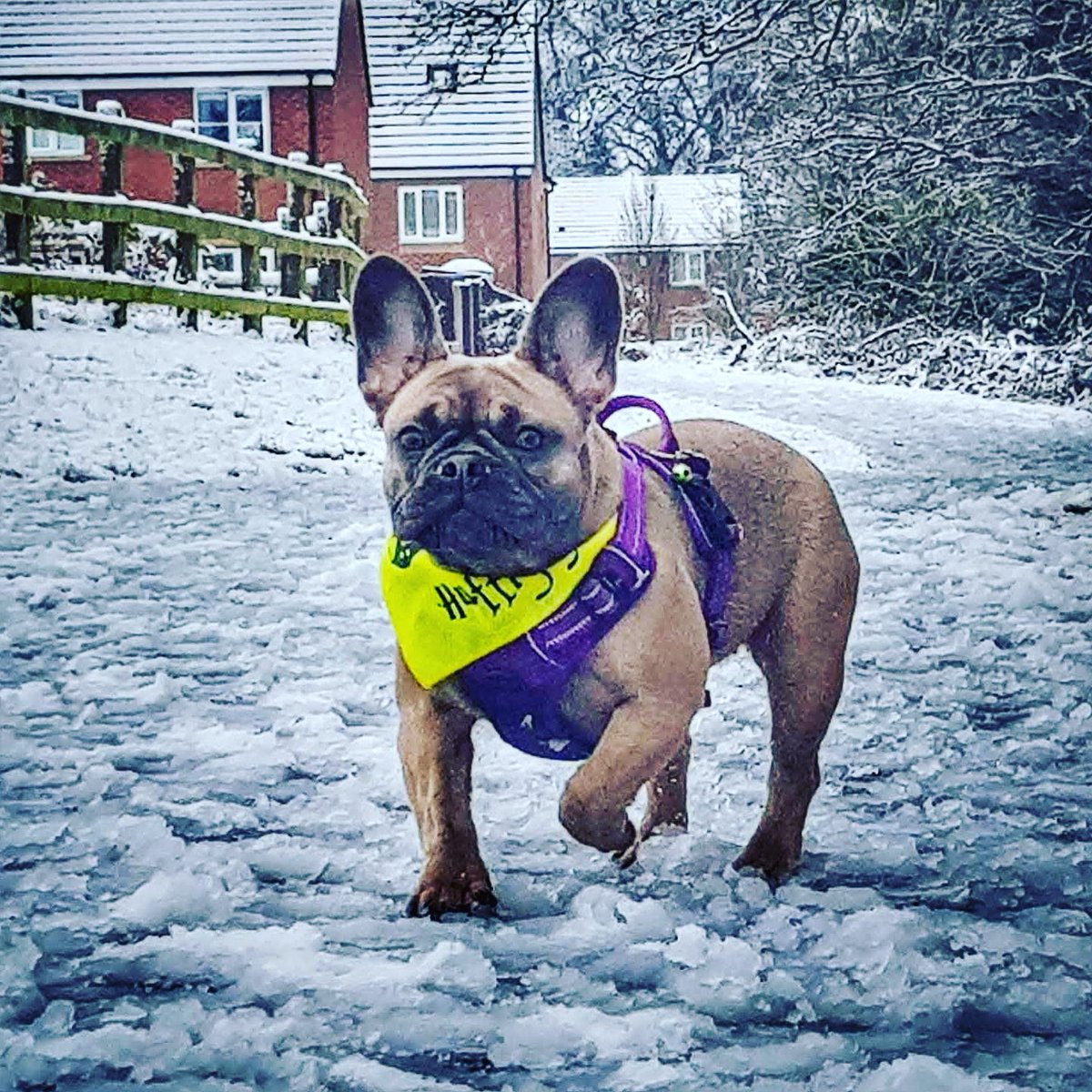 I'm loving this cold weather recently as long as I have my Hufflepup bandana to keep me warm. Can't believe Dad is Slytherin though!

#frenchie #frenchbulldog #frenchiesoftwitter #potterhead #ilovemyfrenchie