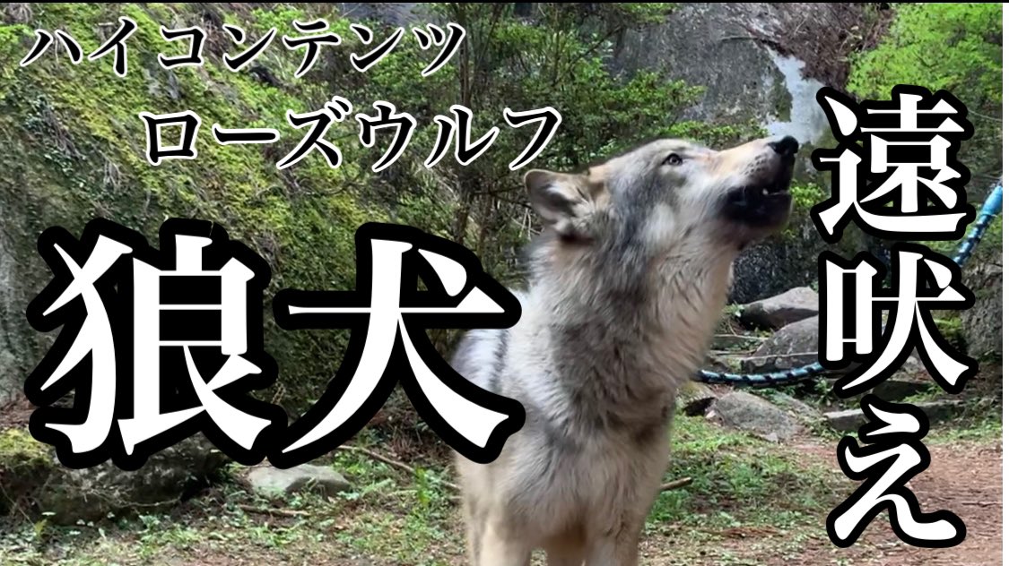 ローズウルフ Rosewolf ただひたすら遠吠えをするブーリの動画 Youtube T Co Ldviajcf7c もののけの世界に誘う ウルフドッグ 狼犬 Wolfdog 遠吠え ローズウルフ Rosewolf ただひたすら遠吠えをするブーリの動画 Youtube T Co Ldviajcf7c もののけの世界に誘う ウルフドッグ 狼犬 Wolfdog 遠吠え