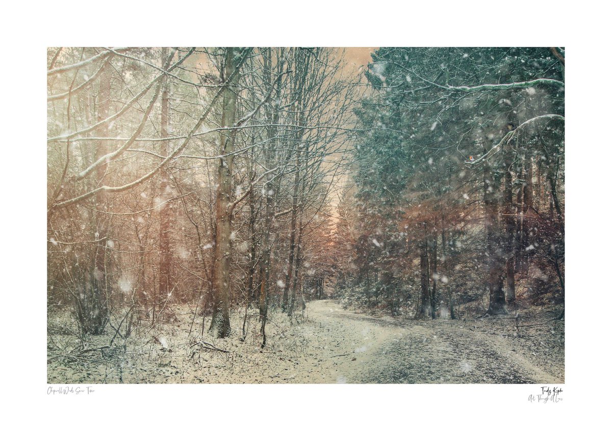Chopwell Woods snow time a lovely woodland walk but I think I need new gloves #snowing #woodland #chopwellwood #fineartlandscape #photographer