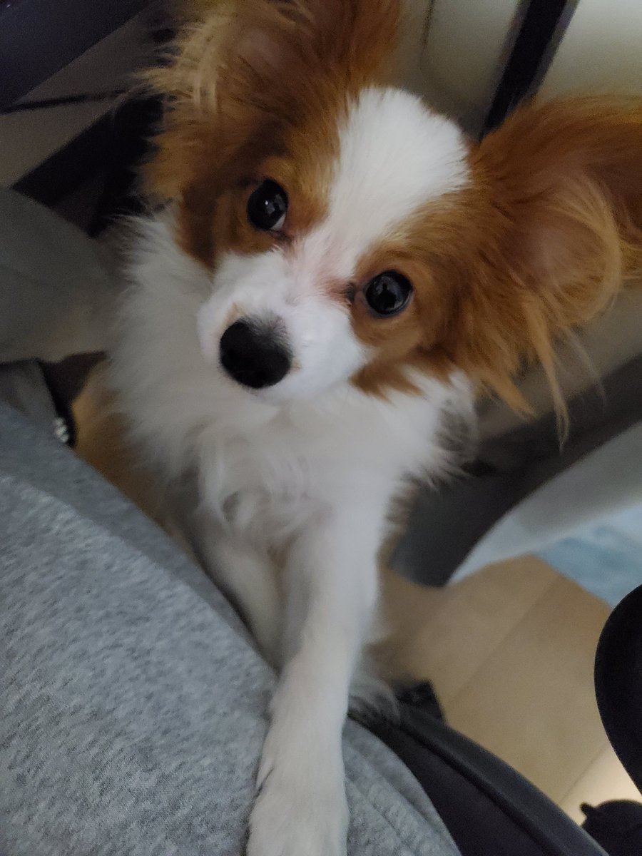 パピヨンのウル 足元で寝てて可愛いから写真撮ろうと思ったんだけど カメラ向けるとすぐこうなっちゃう 可愛いから良いけどね パピヨン 子犬 犬のいる暮らし 犬好きな人と繋がりたい パピヨンのウル 足元で寝てて可愛いから写真撮ろうと思ったんだけど カメラ向けるとすぐこうなっちゃう 可愛いから良いけどね パピヨン 子犬 犬のいる暮らし 犬好きな人と繋がりたい