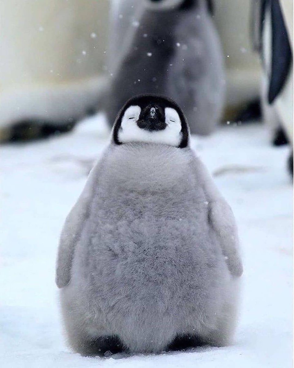(Baby) Penguin