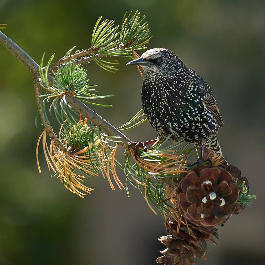 European Starling 