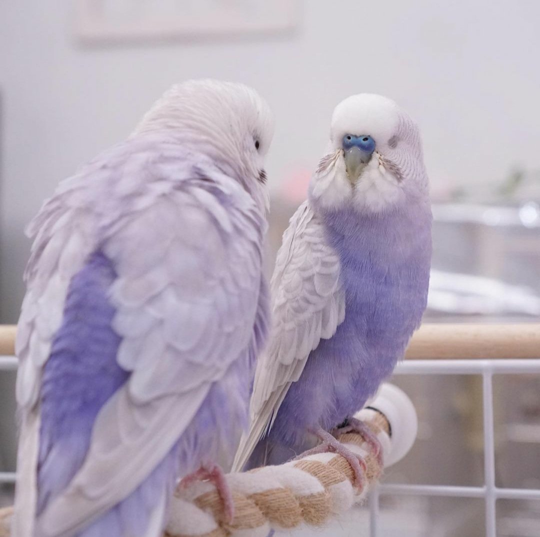 Purple Budgie 