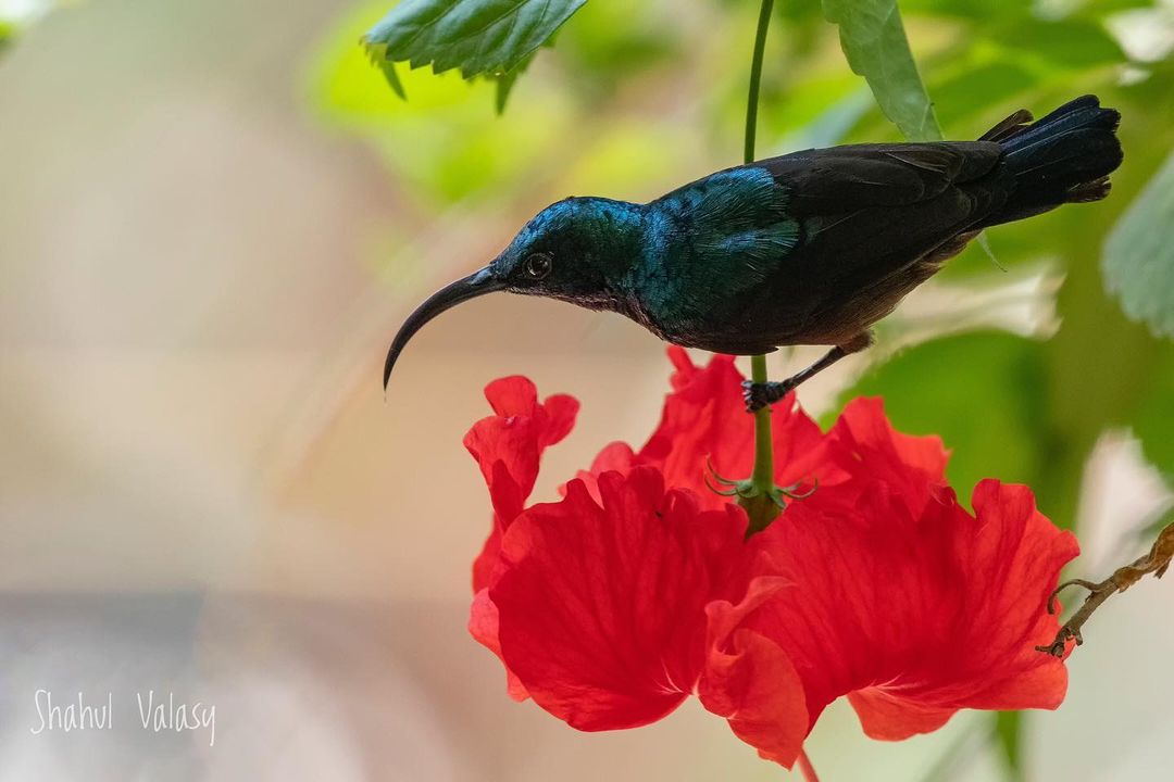 Sunbird 