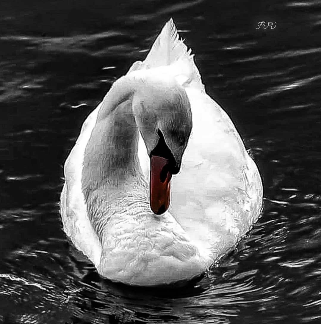 Swan 