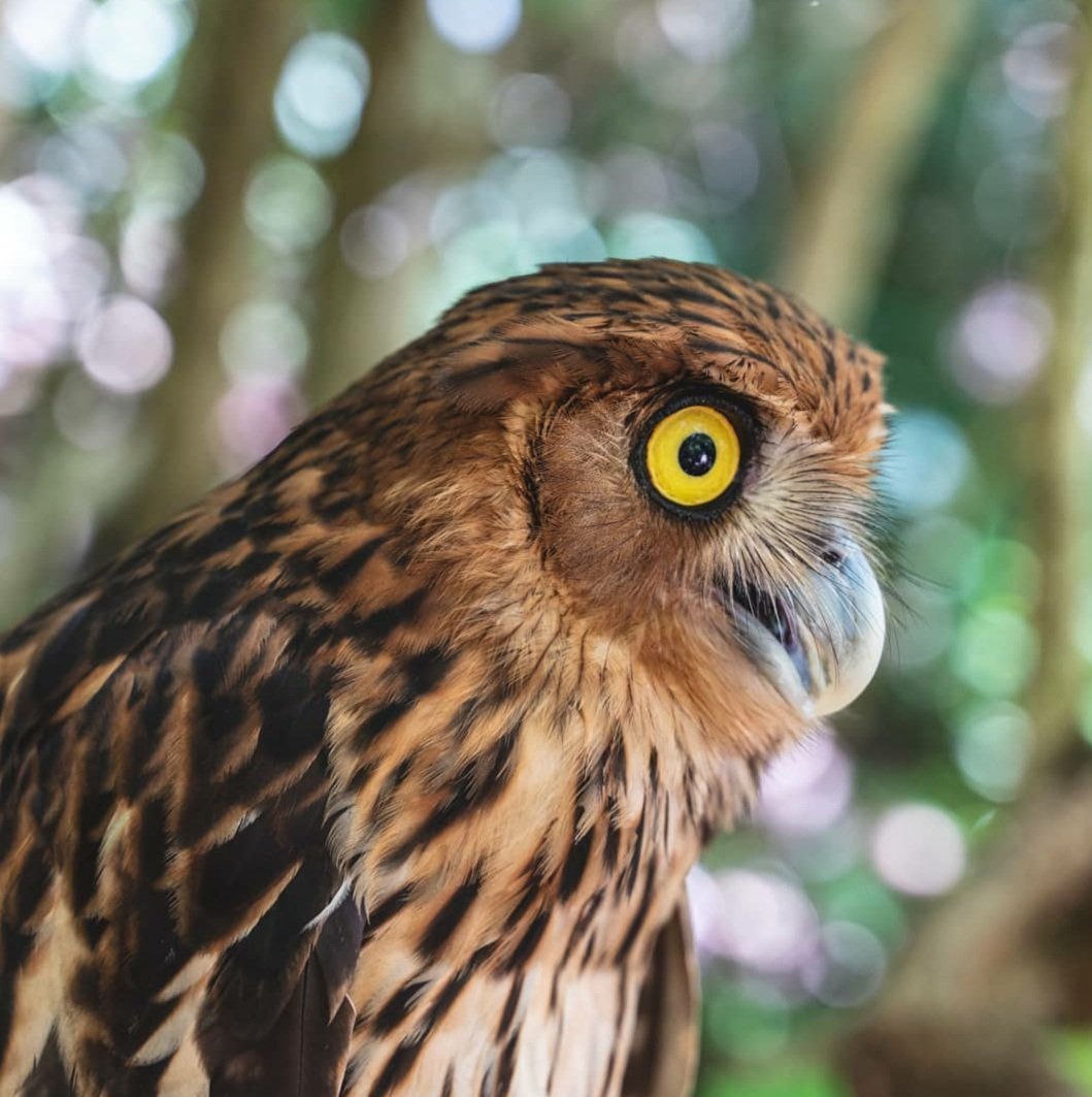 Philippine Eagle Owl 