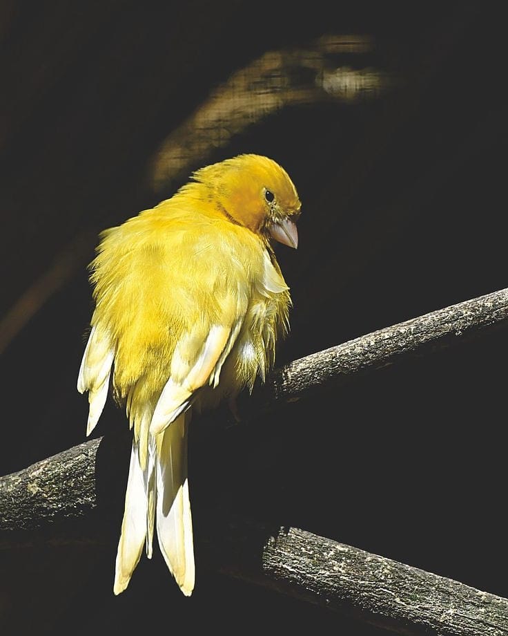Canary 