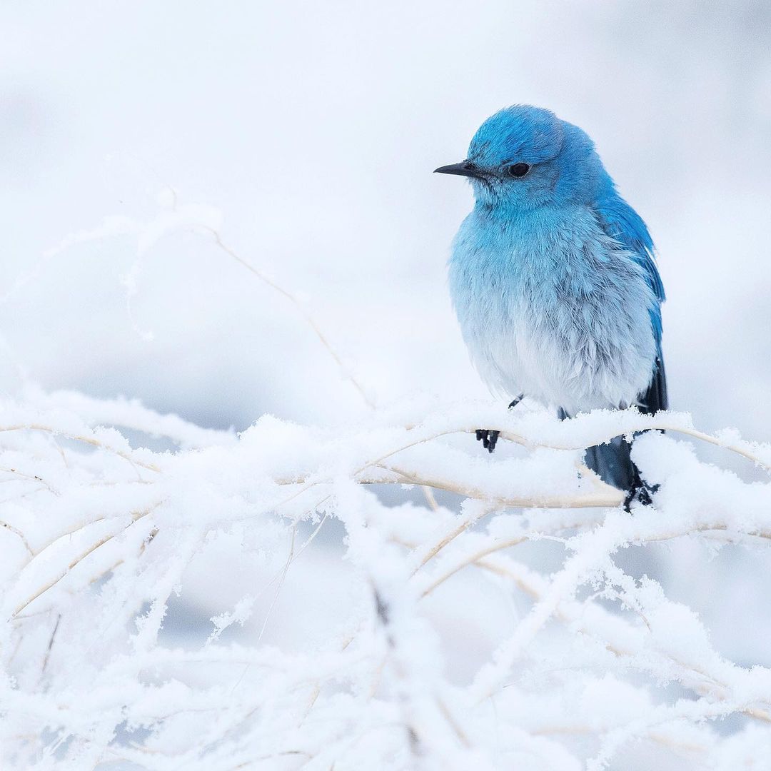 Mountain Bluebird 