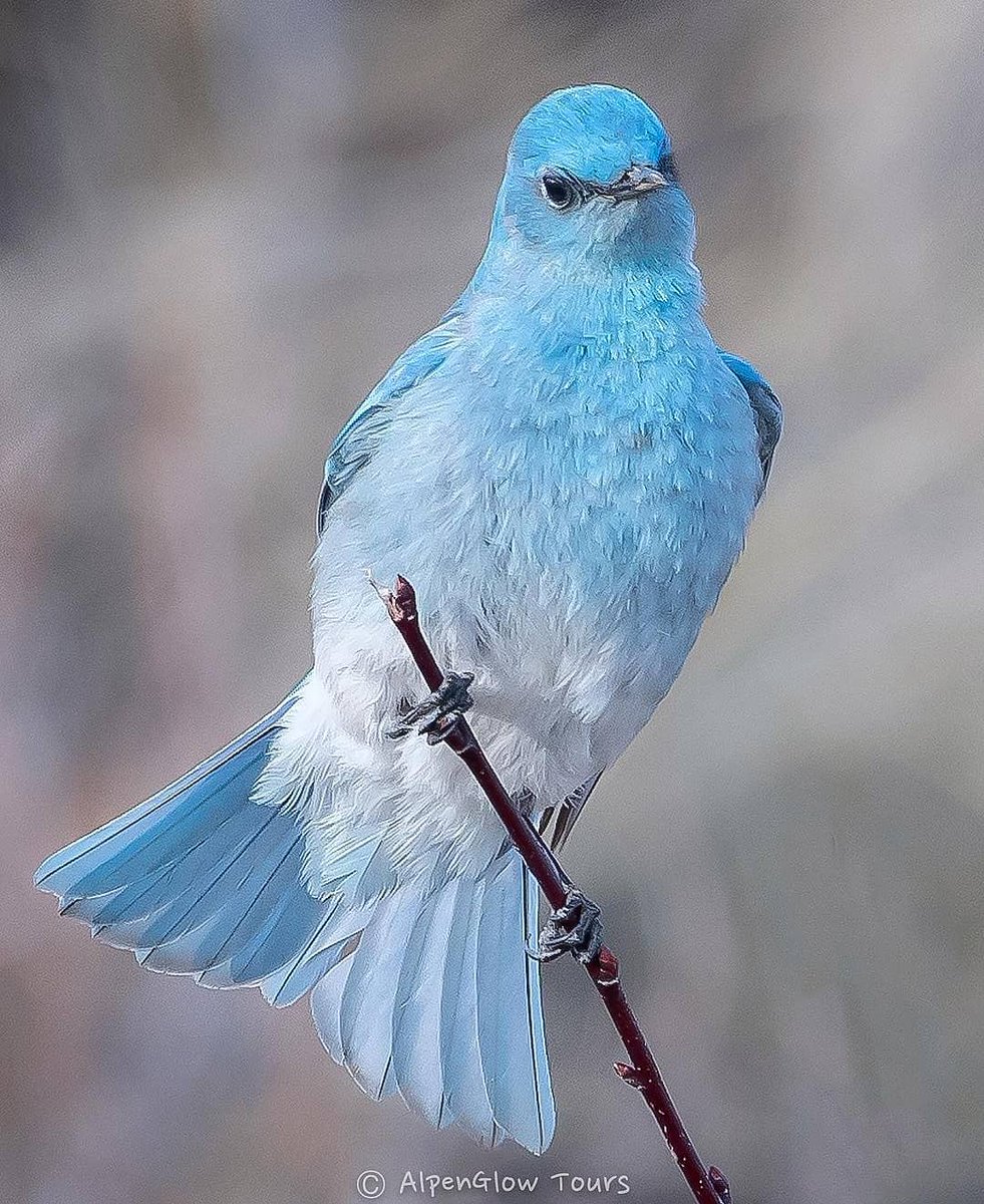 Mountain Bluebird 