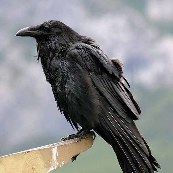 Raven 