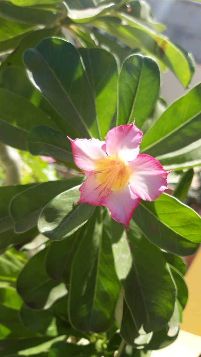 ALatouri's tweet photo. Une jolie fleur pour vous souhaiter une merveilleuse année 2021, pleine d'amour, de soleil, de nature et de vert !

Hâte de recommencer les cours avec vous dès samedi prochain 🌱☀️

#Dakar #nature #bio #permaculture #potagerurbain https://t.co/VzlaQ7dS8U