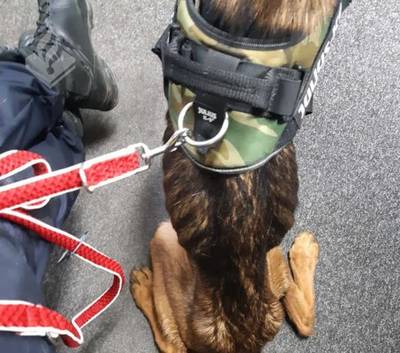 Politie treft twee zwaar verwaarloosde honden aan in Breda, ruit van huis eigenaar ingegooid..