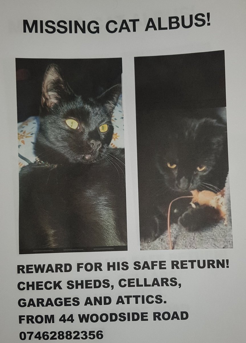 AshcroftBen's tweet photo. Please share this on all your social media. we are very grateful. We need "Albus" back home.
Reward for his safe return home. Missing for 6 days now. We are worried sick and I'm lost without him. He is more than just a cat he is our family and my therapy. #Boothtown #Halifax https://t.co/VYYcm9PxcM