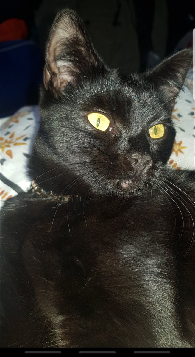 AshcroftBen's tweet photo. Please share this on all your social media. we are very grateful. We need "Albus" back home.
Reward for his safe return home. Missing for 6 days now. We are worried sick and I'm lost without him. He is more than just a cat he is our family and my therapy. #Boothtown #Halifax https://t.co/VYYcm9PxcM