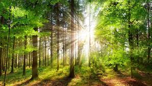 Natural Covid: Do we need to invent fake stories? Why not let nature run its full course? Nature makes everything fall in its right place, at the right time.