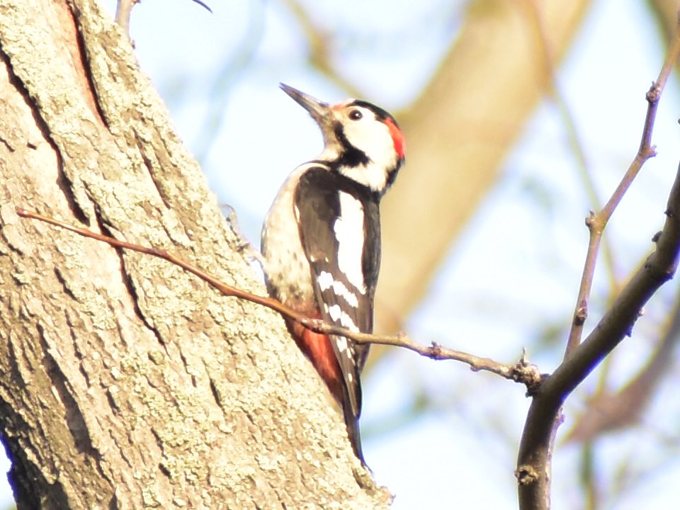 turguterennn's tweet photo. Bugün floryada bu güzelle tanıştık, fotoğraf çekmek ne başka dünyalar tanıttı #birdsofistanbul https://t.co/oNOuvFLITE