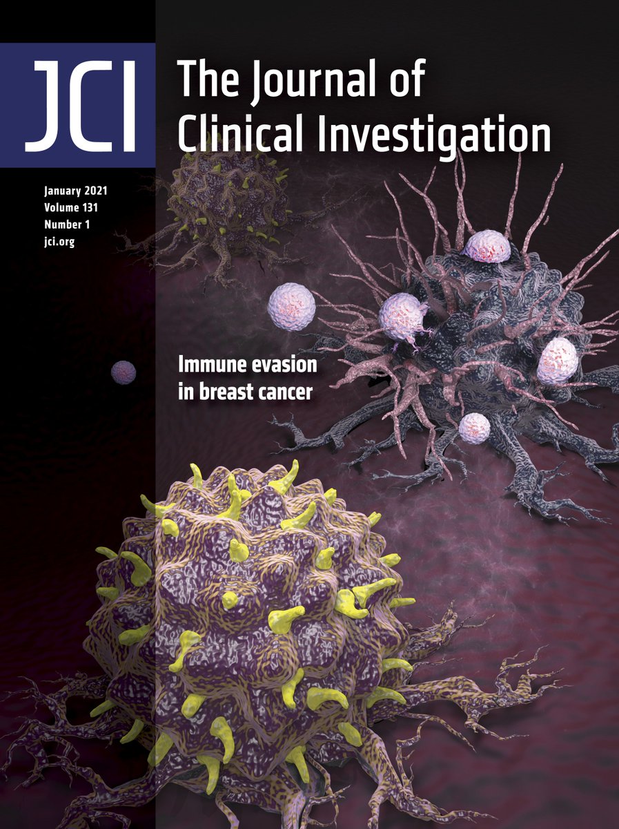 Journal of Clinical Investigation (@jclinicalinvest) on Twitter photo On January Cover: MAL2 suppresses tumor antigen presentation in breast cancer: buff.ly/2Ler6Vp
<a href="/xiongbinL/">Xiongbin Lu</a> <a href="/Yunlongliu/">Yunlong Liu</a> @changlinwan <a href="/IUMedSchool/">IU School of Medicine</a>
#Commentary: buff.ly/3rXoSuH by <a href="/proteinfolding/">Devin Dersh</a> & Jonathan Yewdell <a href="/NIAIDNews/">NIAID News</a>
Image credit: Lifei Wang and Xinna Zhang On January Cover: MAL2 suppresses tumor antigen presentation in breast cancer: buff.ly/2Ler6Vp
<a href="/xiongbinL/">Xiongbin Lu</a> <a href="/Yunlongliu/">Yunlong Liu</a> @changlinwan <a href="/IUMedSchool/">IU School of Medicine</a>
#Commentary: buff.ly/3rXoSuH by <a href="/proteinfolding/">Devin Dersh</a> & Jonathan Yewdell <a href="/NIAIDNews/">NIAID News</a>
Image credit: Lifei Wang and Xinna Zhang