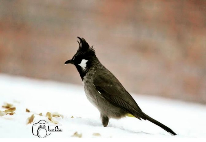 How harsh the weather is....... I'm not going to stop #bird #snowfall #photography #photographer #Canon #inspirational #motivational #nature #wildlife #WINTER #photo #photooftheday #travel #photo #mondaythoughts #MotivationMonday #MondayBlues #MondayMotivaton 
P.C. <a href="/Rakhshanda08/">Er. Rakhshanda Tazeen</a>