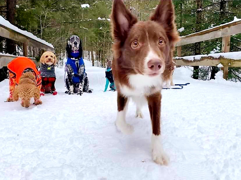 AgilitywAmanda's tweet photo. Whwn your dog just wants to check out the camera π
#curiousdog #cutedog #reddog #bordercollie #dogphoto #doginthesnow https://t.co/MEmhRTOtid