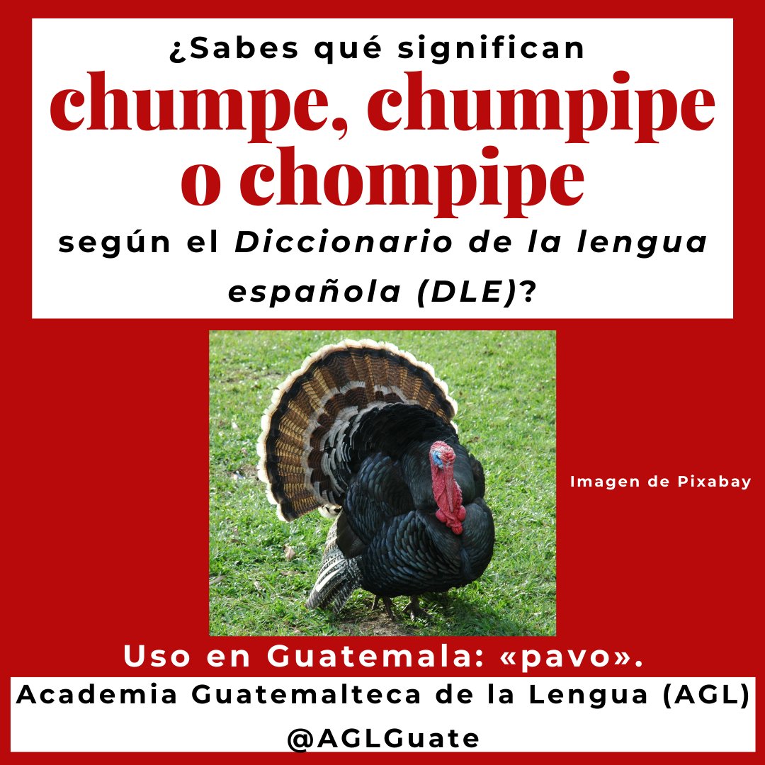AGLGuate's tweet photo. ¿Conoces el significado de chumpe, chumpipe o chompipe?
@ASALEinforma @RAEinforma ASALE - Asociación de Academias de la Lengua Española Real Academia Española @laraeinforma #RAE #ASALE #AGL #AGLGuate #DLE #chumpe #chumpipe #chompipe #chapinismos #guatemaltequismos https://t.co/bW93TAngDD