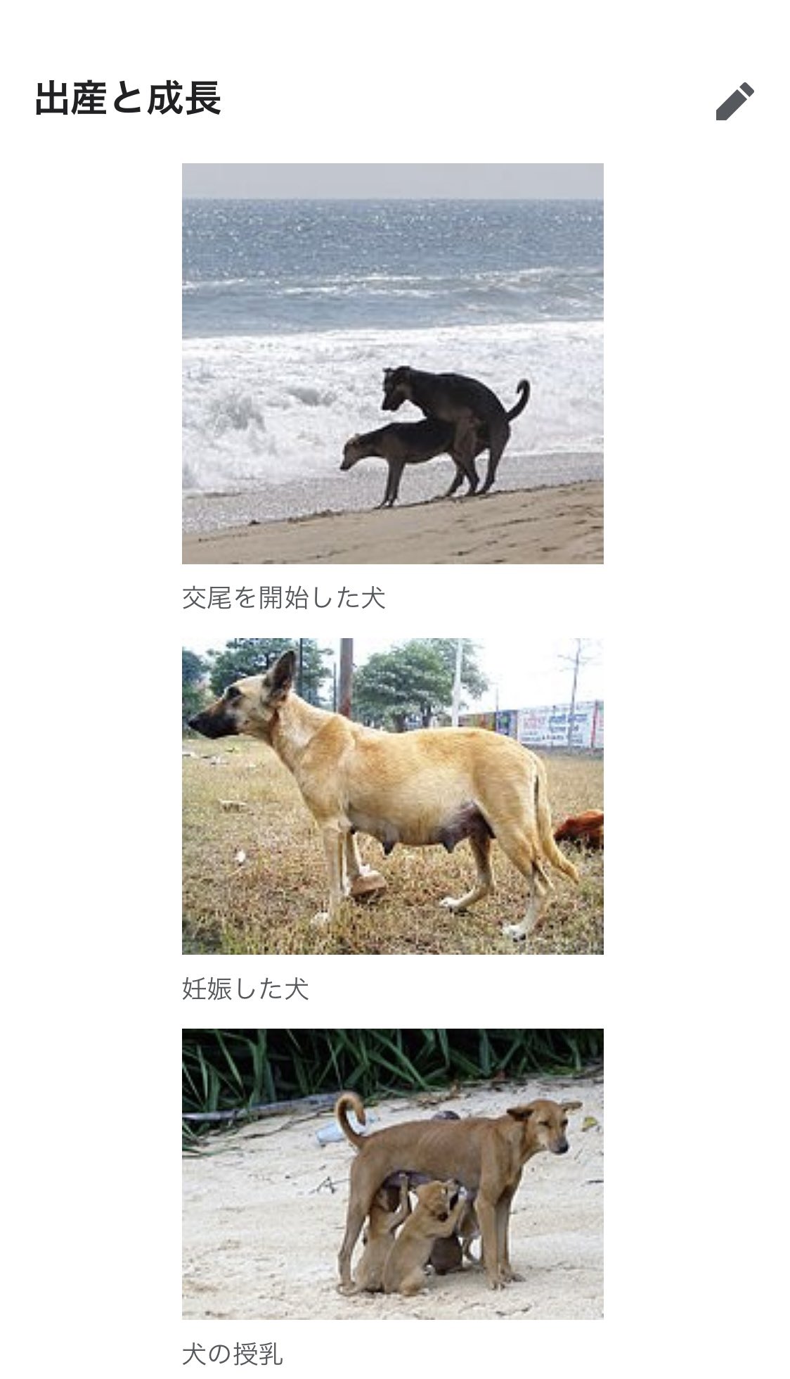 犬　交尾 オダ в X: „RT @inaba_code10_: Wikipediaにある犬の交尾、シチュエーションがロマンチックですき  https://t.co/FqY1CQYuOH“ / X