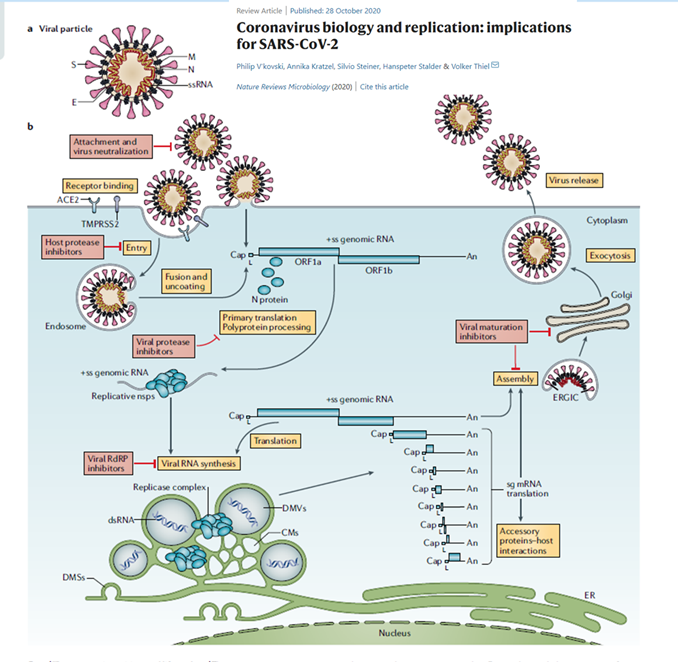 10/Maintenant voyons le cycle du coronavirus SARS-coV-2. Ne vous affolez pas !. Notez juste 2 choses : 1) voyez-vous les mots « reverse transcription » /« integration » ? (Spoiler : non) ; 2) Passage par le noyau (« nucleus ») du virus? Non.Comparez avec HIV. Very different.