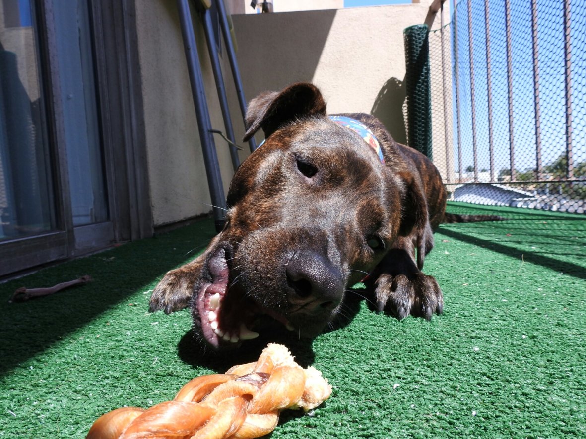 PawsStop's tweet image. The face right before #ChewTime is about to begin!