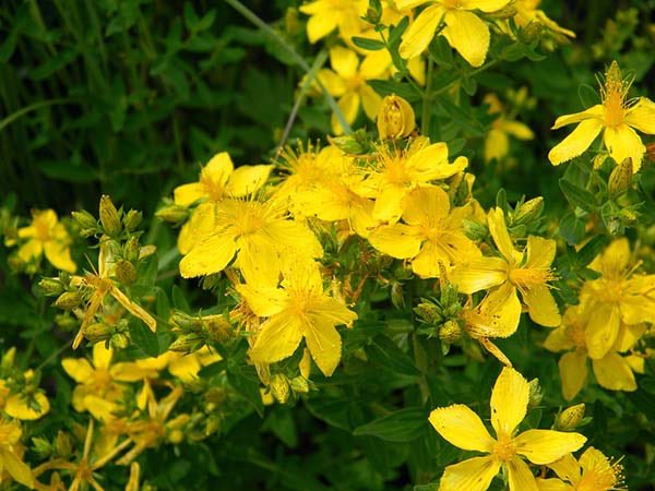 blooom97's tweet photo. Зверобо́й (лат. Hypericum) https://t.co/zFxnoaToOr