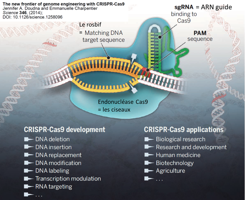 13/En gros, CRISPR/Cas c’est une sorte de ciseaux moléculaires qui peuvent être programmés pour aller couper l’ADN « à la carte ». Pour cela, il suffit de commander un guide ARN (« single guide RNA », ou sgRNA) et de le suivre à la cuisine pour découper le rosbif.