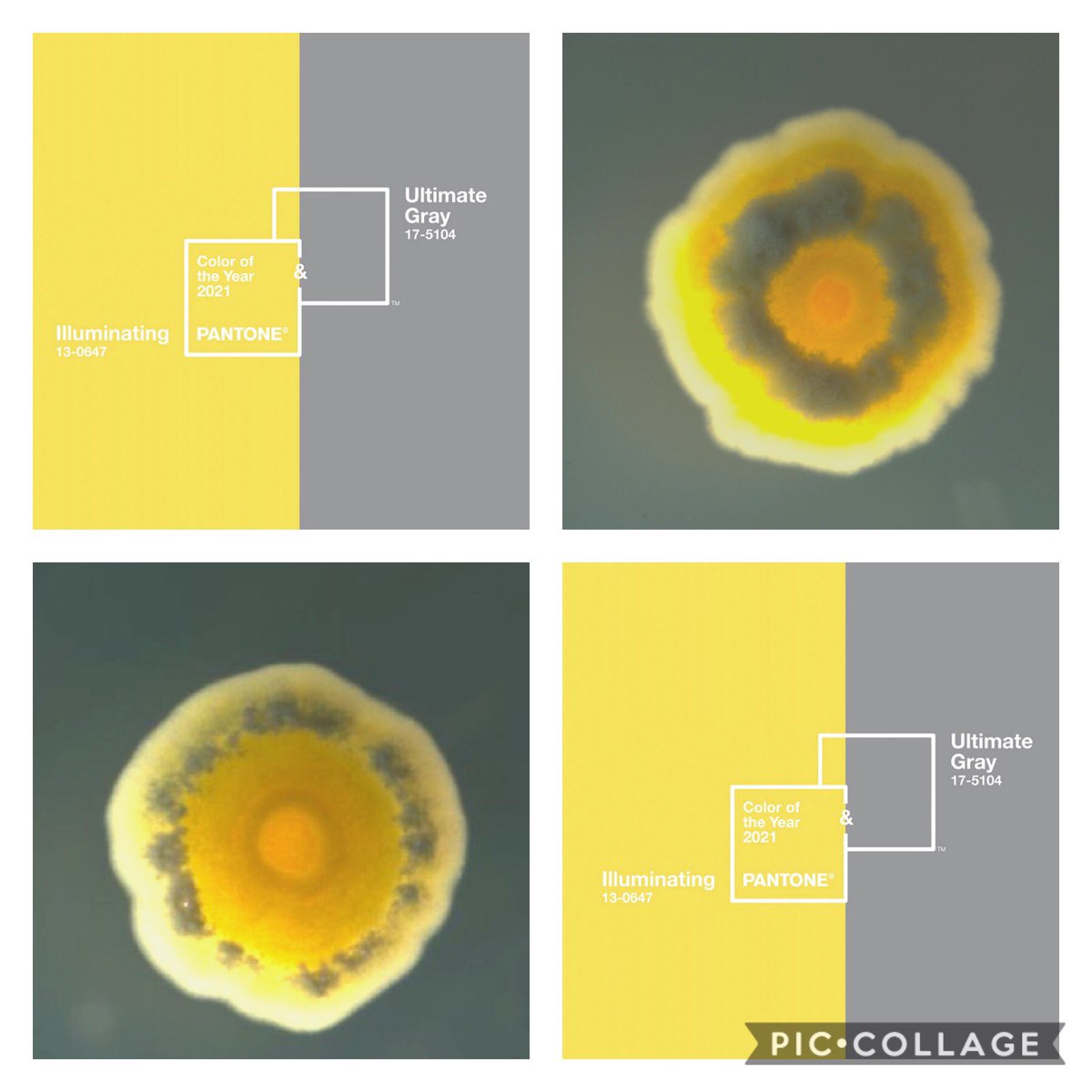 AnneAMadden's tweet image. Petition for Microbe pantones of the year: Streptomyces. microbes that -
✅ heal (produce therapeutics such as antibiotics, ani-cancer meds &amp;amp; heart worm preventatives)
✅ are resilient (spore formers)
✅ grow in tough conditions
✅ are colorful
#pantone2021
