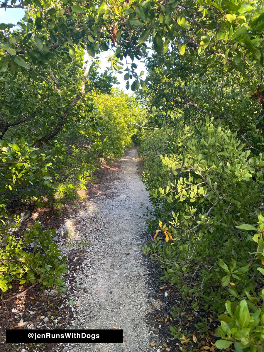 When I say this road is impassable, I mean it. Many parts are only about a foot wide. The trees are grown up into where the road used to be… 3/