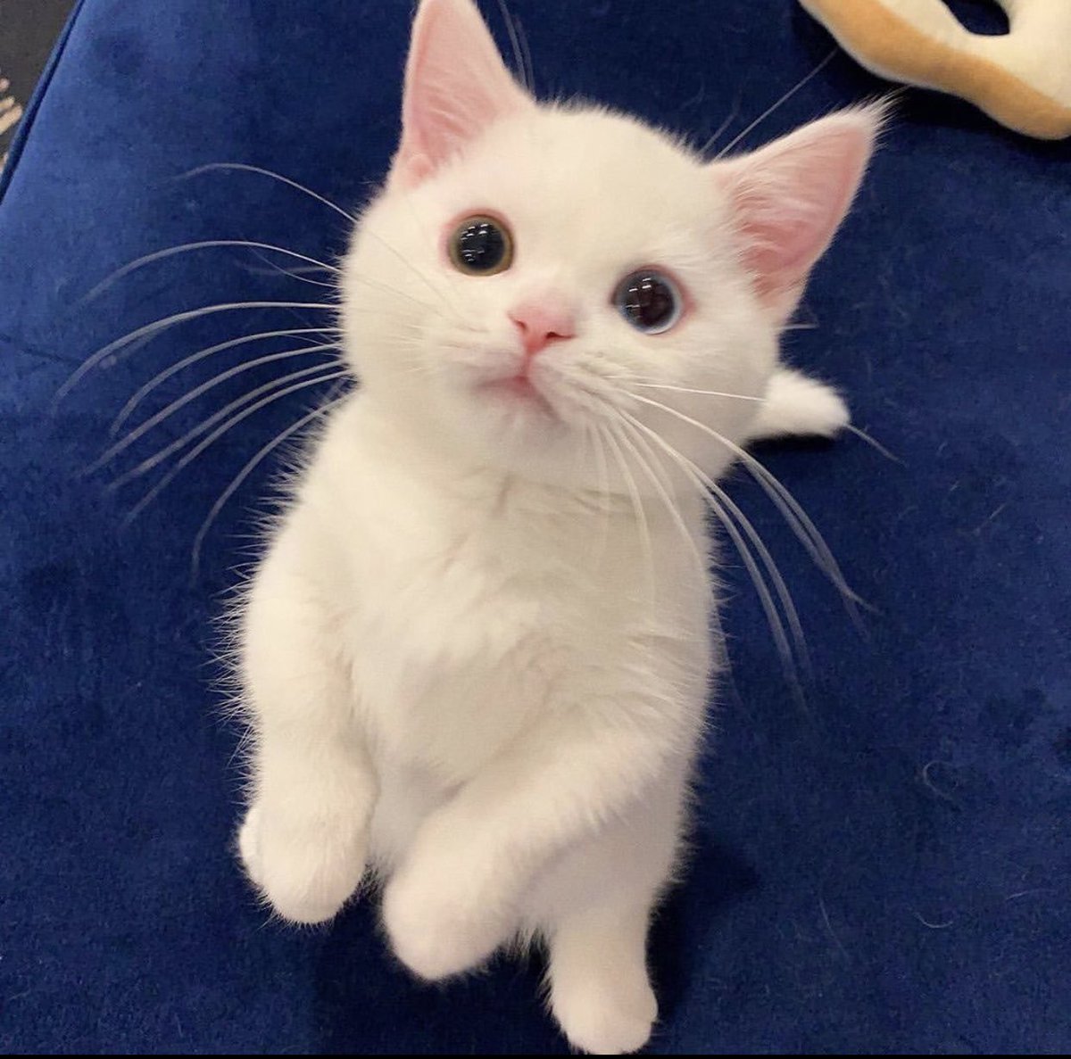 Why you should have a cat tweet media