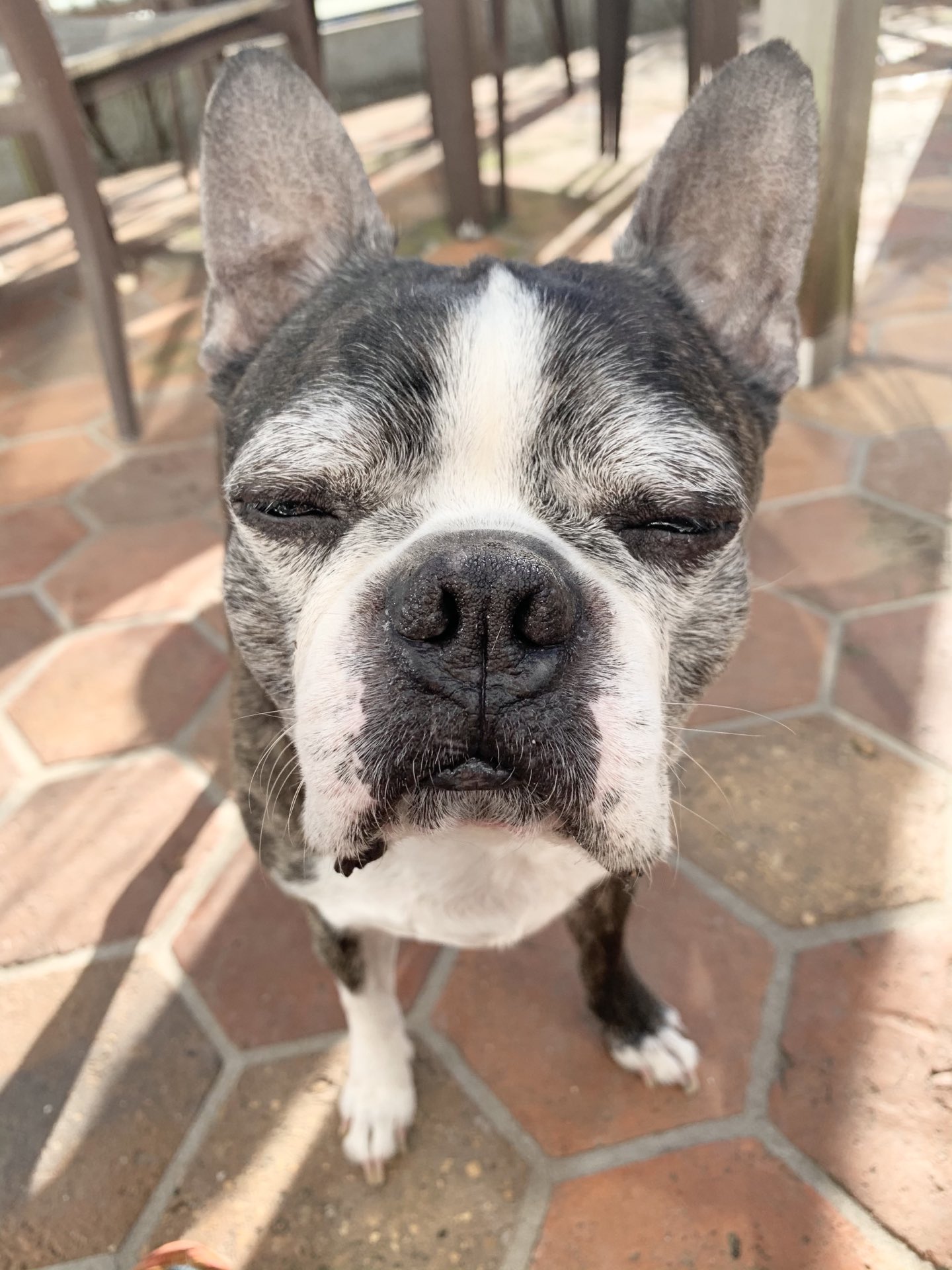 ハナペチャ犬 Twitter Search Twitter