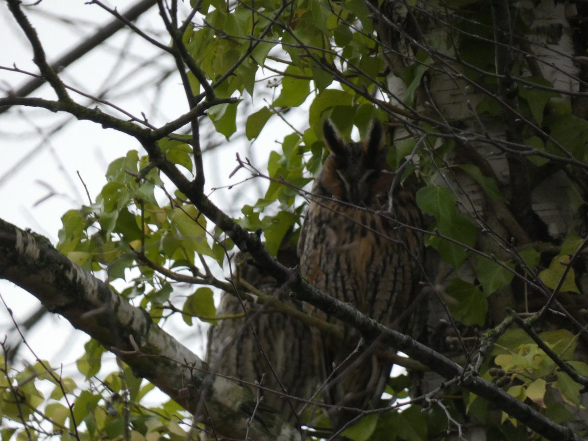 De veelbesproken ransuilen in Noordwest zitten er nog, en dat willen we graag zo houden. Er is vanwege overlast besloten om een gedeelte af te linten. Deze uilen hebben boven alles behoefte aan rust. Toch een bezoek? Houd afstand en spreek elkaar aan op ongewenst gedrag.