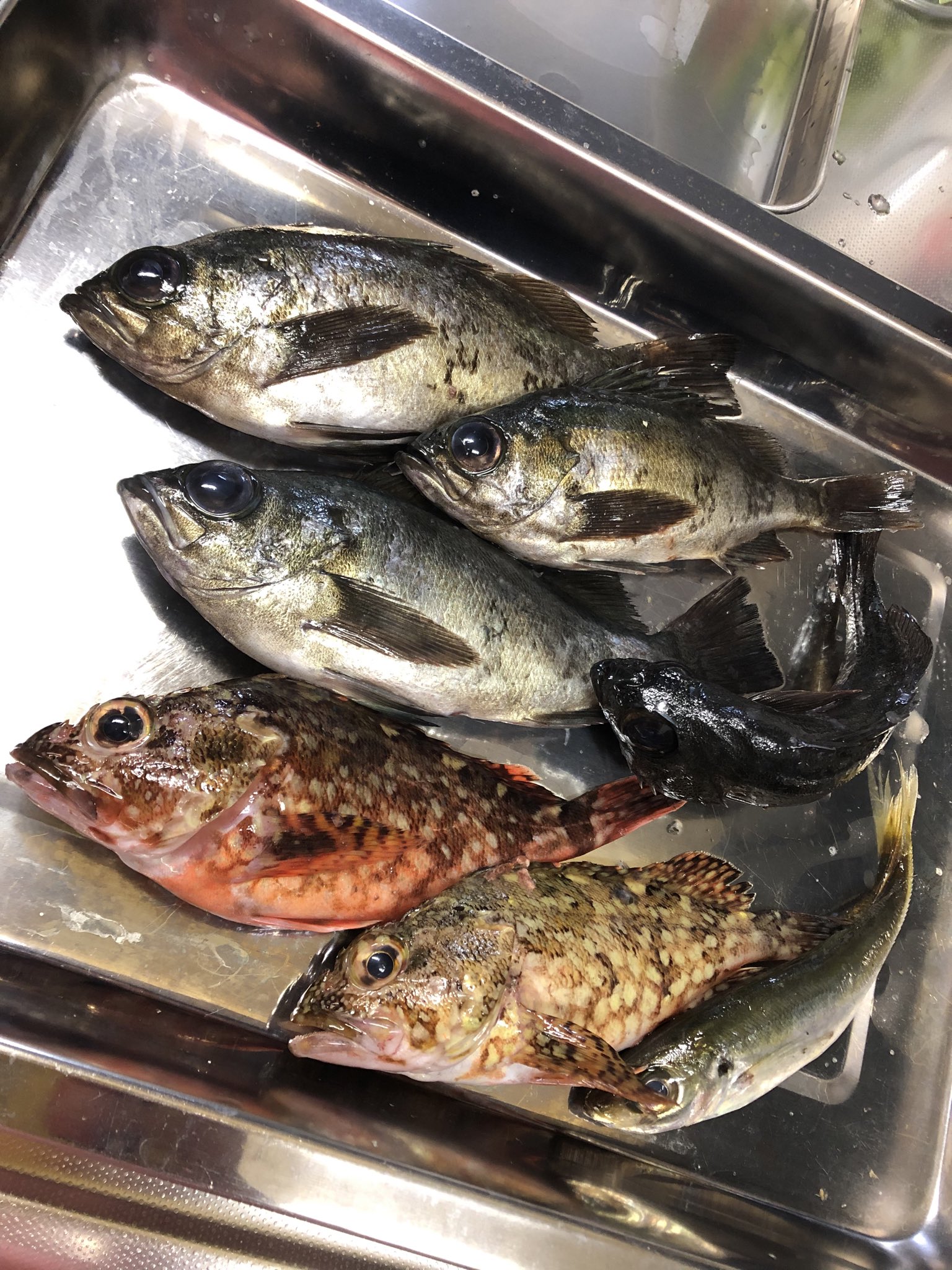 いずみんママ 昨日と今日の釣果はメバル4匹とカサゴ2匹 でした アジもおったけど 他にも沢山連れたけど小さいのでリリースしてスレがかりのやつとかは小さくても持って帰って来ました 煮付けと唐揚げに大変身しました 釣り好き 海好き
