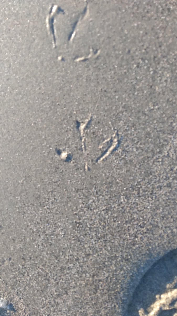 IrelandIn's tweet image. Can anyone tell me what bird made these my sister in Down sent me them