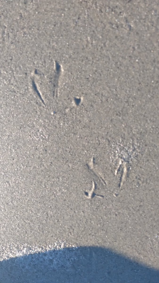 IrelandIn's tweet image. Can anyone tell me what bird made these my sister in Down sent me them