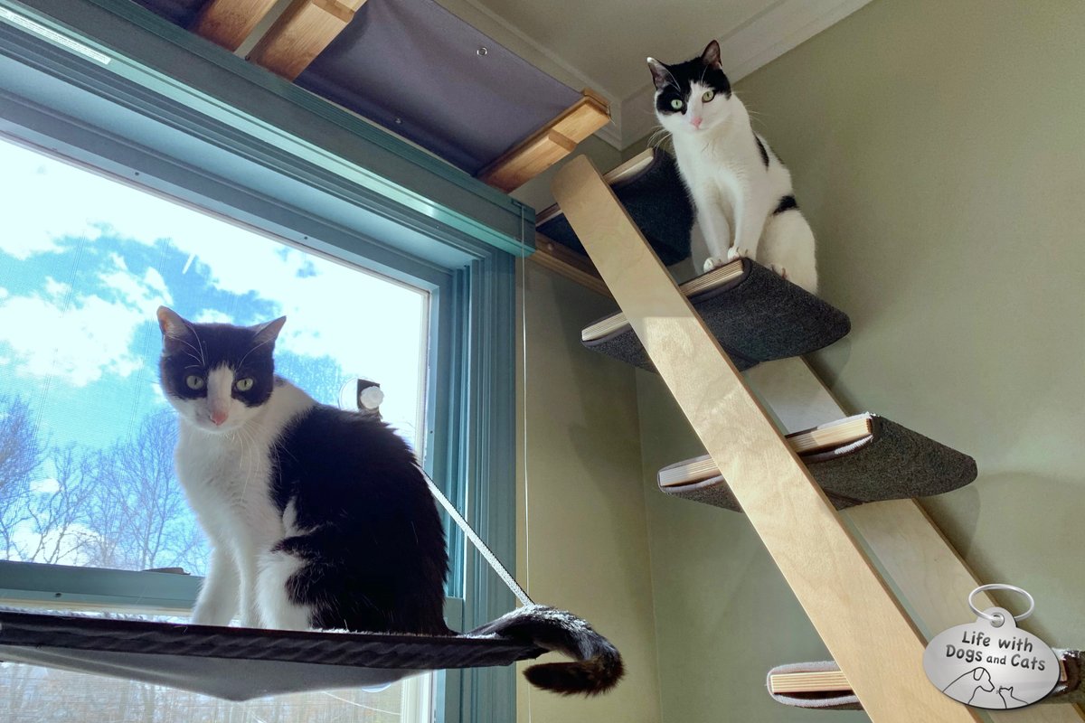 WithDogsAndCats's tweet image. Elsa Clair is displeased. Calvin is in one of her favorite spots and he’s completely ignoring her stares and hisses. The nerve! #catworldproblems #brotherandsister #blackandwhitecats