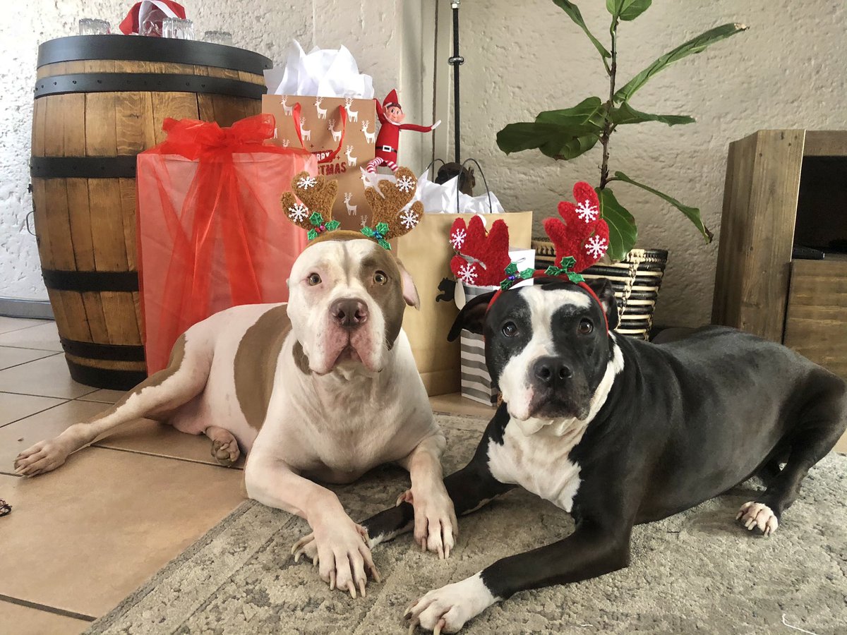 JoziPits's tweet photo. Sorry we’ve been so quiet and pardon the laaaaaate-gram 🎄 Hete we are guarding the zombz from getting close to our and our hooman’s presents 🎁 #awoooo #lategram #MerryAlways https://t.co/MuOPkY3h5g
