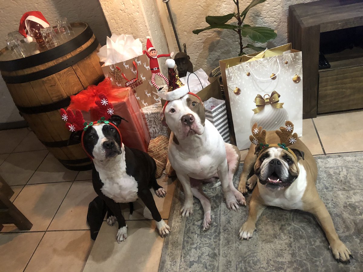 JoziPits's tweet photo. Mia, our other sister joined the festivities ... Annnnnnnd we got presents!! 🎁 (chew toys - to practice on our zomb defence) #raaaaaAAA #ZSHQ #zombiesquad @ https://t.co/vUfeYRPRbp